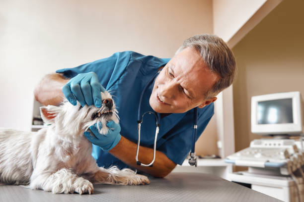 Best Emergency Dental Extractions in Spotsylnia Courthouse, VA